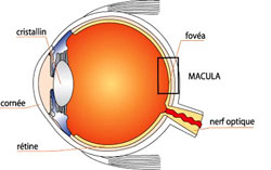 Dégénérescence maculaire liée à l’âge (DMLA)